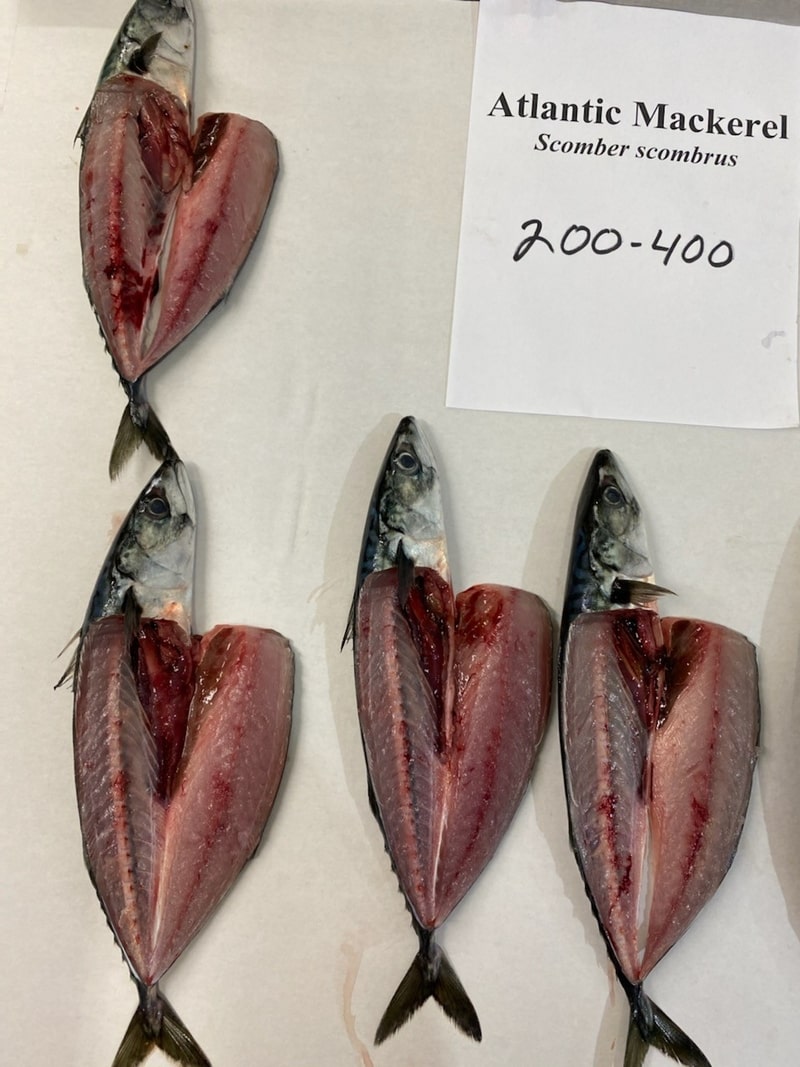 Atlantic Mackerel Frozen & Live Bait For Sale Can Am Bait